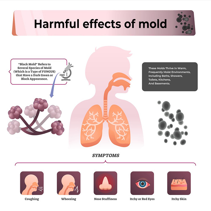 Harmful Effects of Mold