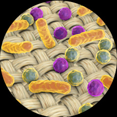 Bacteria Thrive